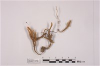 藏品(臺灣苔)的圖片